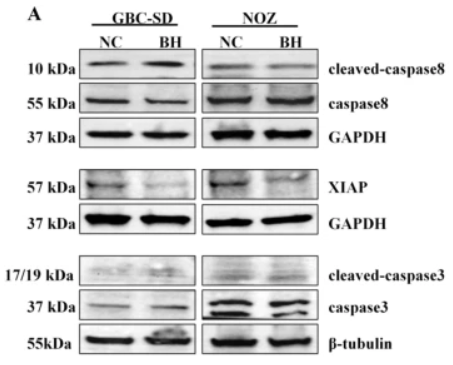 Caspase 3 Antibody - Fig.