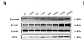 AXIN2 Antibody - Figure 4.