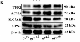 GPC3 Antibody - Fig.