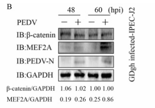 beta Catenin Antibody - Fig.