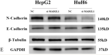 GAPDH Antibody - Figure 7.
