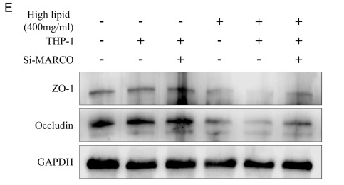 Occludin Antibody - Fig.