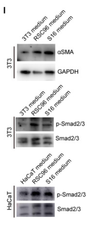 Phospho-Smad2/3 (Thr8) Antibody - Figure 6.