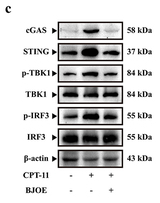 Phospho-IRF3 (Ser396) Antibody - Figure 4 Effect of BJOE on cGAS-STING pathway-related factors in delayed diarrhea mice.