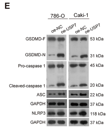 TMS1/ASC Antibody - Figure 1.