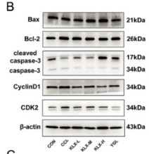 Phospho-DAPK1 (Ser734) Antibody - Fig.