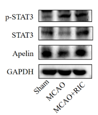 Apelin Antibody - Fig.