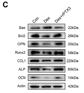 Osteocalcin Antibody - Fig.