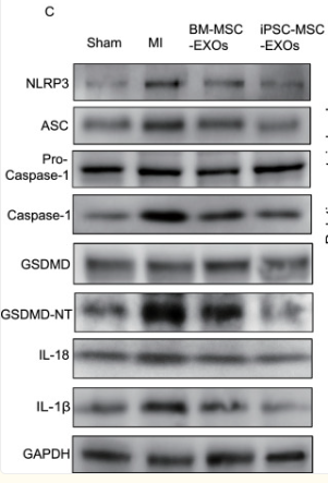 GSDMD Antibody - Fig.