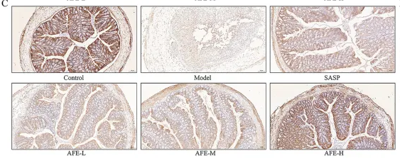 ZO 1 Antibody - Figure 4 The intestinal mucosal protective effect of AFE.