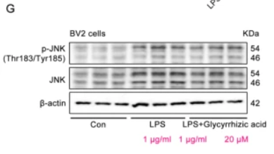 Phospho-JNK1/2/3 (Thr183+Tyr185) Antibody - Fig.