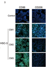 CD86 Antibody - Figure 3 Alteration of the polarization state of TAMs induced by PB NPs in vitro.