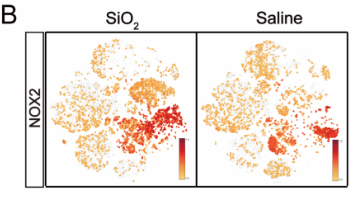 NOX2 Antibody - Figure 2.