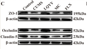Occludin Antibody - Figure 3.