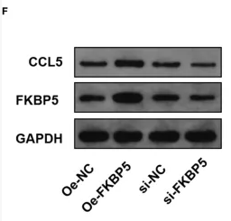 RANTES Antibody - Figure 5 Interaction between FKBP5 and CCL5.