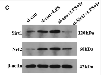 SirT1 Antibody - FIGURE 4 Irisin upregulates the SIRT1/Nrf-2 pathway to inhibit LPS-induced ferroptosis.