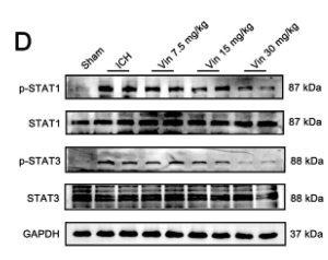 STAT1 Antibody - FIGURE 8 Expression of the CXCR2-JAK–STAT signaling pathway around the haematoma after ICH, and the effects of Vinorine on the JAK–STAT signaling pathway around the haematoma, brain tissue apoptosis, and blood–brain barrier function.