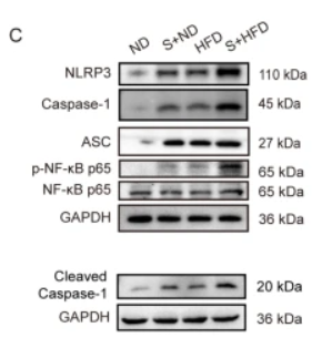 Cleaved-Caspase 1 (Ala317), p10 Antibody - Fig.