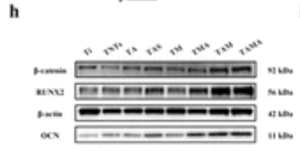 Osteocalcin Antibody - Figure 4.