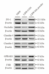 Claudin 1 Antibody - Figure 7.
