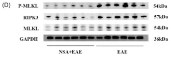 Phospho-MLKL (Ser358) Antibody - Fig.