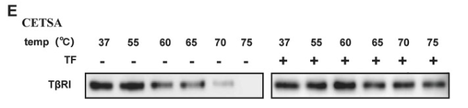 TGFBR1 Antibody - Fig.