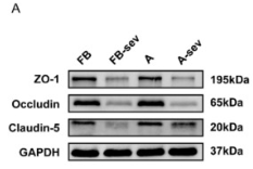 GAPDH Antibody - Fig.