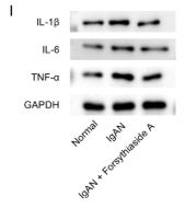 GAPDH Antibody - FIGURE 2 Forsythiaside A attenuates renal inflammation in the IgAN model rats.