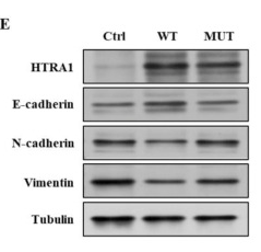 Vimentin mouse monoclonal Antibody - Fig.