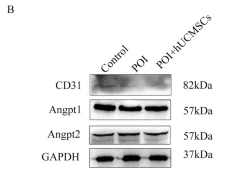 Angiopoietin 1 Antibody - Fig.