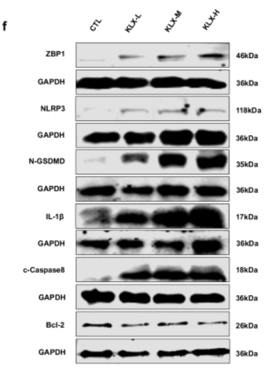 GSDMD Antibody - Fig.