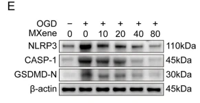 GSDMD Antibody - Fig.