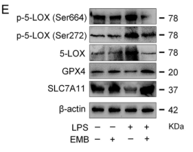 Phospho-5 Lipoxygenase (Ser272) Antibody - FIGURE 2 Following the administration of EMB, the elevation of 5-LOX activity in PC12 cells stimulated by LPS was mitigated, along with the alleviation of oxidative stress imbalance and ferroptosis induction.