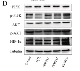 HIF1A Antibody - Fig.