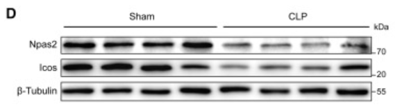 beta-Tubulin Antibody - Figure 6 Npas2 promotes CD4_Icos cell differentiation (A) Dot plot showing top transcription factors (TFs) in each T cell subsets according to the regulon specificity score (RSS).