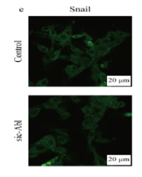 SNAIL Antibody - Fig.
