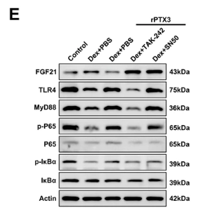 TLR4 Antibody - Fig.
