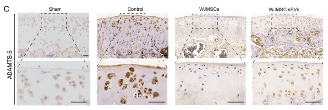 ADAMTS5 Antibody - Fig.