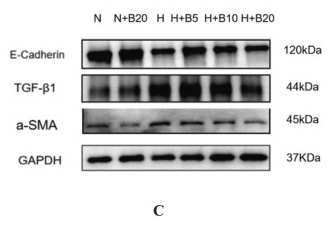 E-cadherin Antibody - Fig.