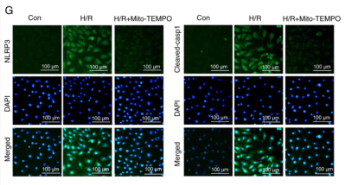 Cleaved-Caspase 1 (Asp296), p20 Antibody - Figure 3 - Inhibiting mitochondrial ROS with Mito-TEMPO reduces pyroptosis in IEC-6 cells following H/R.
