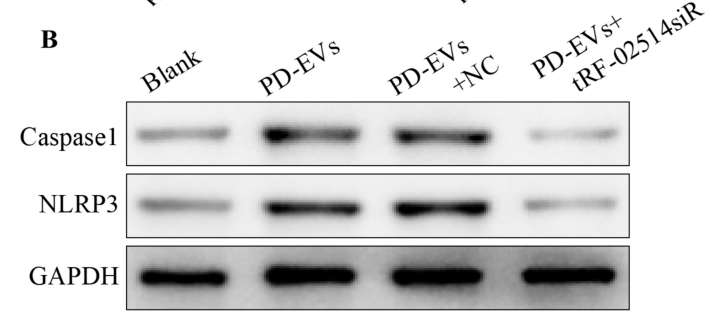 Cleaved-Caspase 1 (Ala317), p10 Antibody - Fig.