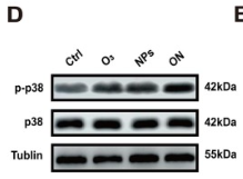 Phospho-p38 MAPK (Thr180/Tyr182) Antibody - Fig.