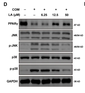p38 MAPK Monoclonal Antibody - Fig.