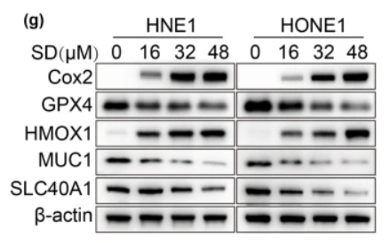 HO-1 Antibody - Fig.