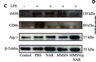 ARG1 Antibody - Fig.
