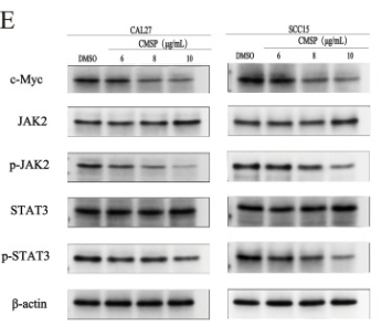 Phospho-STAT3 (Tyr705) Antibody - Figure 5.