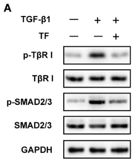 Smad2/3 Antibody - Fig.