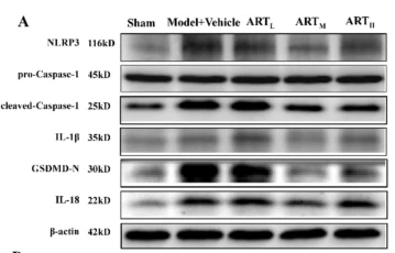 IL18 Antibody - Fig.