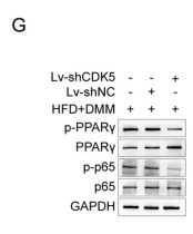 NF-kB p65 Mouse Monoclonal Antibody - Fig.