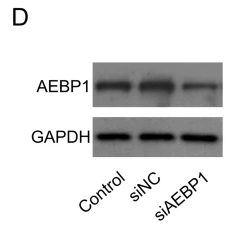 GAPDH Antibody - Fig.